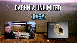 How I Raise Daphnia Water Fleas And You Can Too [upl. by Asilrak]