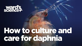 Caring and Culturing for Daphnia [upl. by Narbig130]