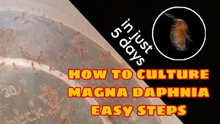 How to Culture Magna Daphnia Easily [upl. by Ynnohj675]