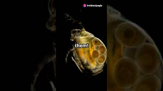 How to culture Daphnia for your Aquarium [upl. by Walczak201]