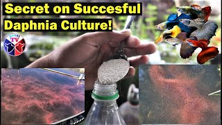 How to Culture Daphnia Successfully [upl. by Rehsa]