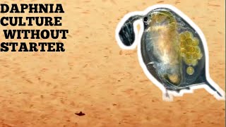 HOW TO CULTURE DAPHNIA NATURALLY WITHOUT A STARTER [upl. by Coffey]