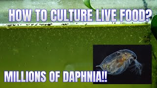 How to Culture Daphnia Secret Method to Breed MILLIONS  Simply Aquatic [upl. by Kristy]