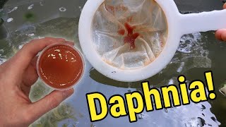 How I Culture Daphnia In Outdoor Tubs [upl. by Earleen]