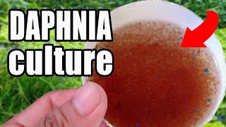 How to culture Daphnia  Easy way and complete guide [upl. by Ardnekal707]