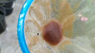 How to culture daphnia moina in a small container Part 1 English Subtitle [upl. by Armington]