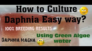 Daphnia MagnaHow to Culture Daphnia Easy wayCulturing Daphnia using Green water Daphnia [upl. by Burr]