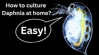 BEST Live Fish Food Beginner guide How to Culture Daphnia at home [upl. by Gaspar982]