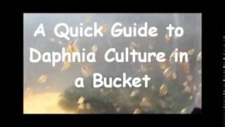 How to culture daphnia outside [upl. by Leigha720]