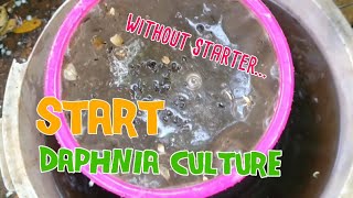 How to culture daphnia moina the easy way 1  Starting the Daphnia culture [upl. by Leile]