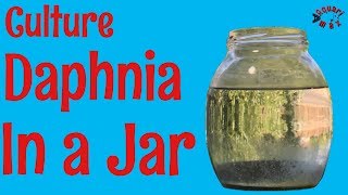 How to Culture Daphnia in a Jar [upl. by Wearing]