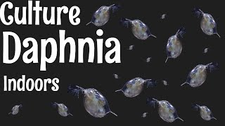 How to Culture Daphnia [upl. by Airdnna]