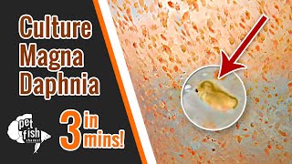 How to culture DAPHNIA MAGNA  The easy way [upl. by Anna-Diana]