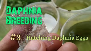 Daphnia Culture made simple and easy 3  Hatching Daphnia eggs [upl. by Anaujnas4]