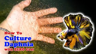 How to Culture Daphnia with ZERO Cost  Unlimited Live Food For Our Fish [upl. by Ahsile719]