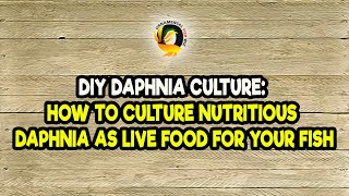 DIY Daphnia Culture How to Culture Nutritious Daphnia as Live Food for Your Fish [upl. by Maunsell]