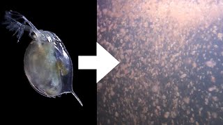 How I Culture Daphnia [upl. by Lannie571]