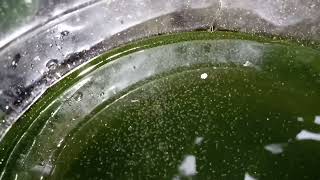 DAPHNIA MOINA CULTURE IN A SMALL BUCKET [upl. by Fortunia]