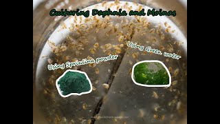 How To Culture Daphnia and Moinas using Green Water Spirulina powder [upl. by Trofmoc]