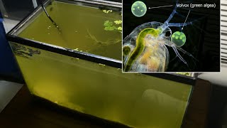 Raising Daphnia for the Freshwater Aquarium [upl. by Lederer563]