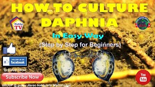 HOW TO CULTURE DAPHNIA In Easy Way [upl. by Catina342]